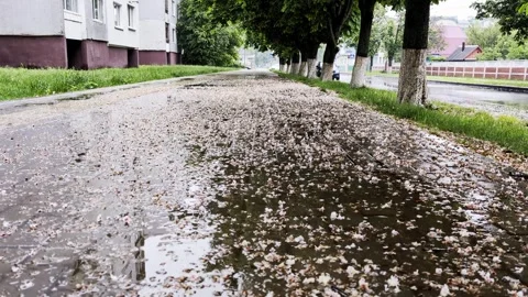 Wet sidewalk surface after rain with countless fallen petals forming a carpet, Stock Footage 339865092