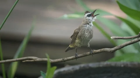 Wet small bird singging on a branch Stock Footage