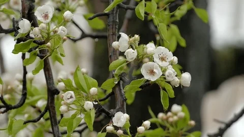 Wet Snow Falling On The Pear Tree, Bloom In Spring Stock Footage 74730052