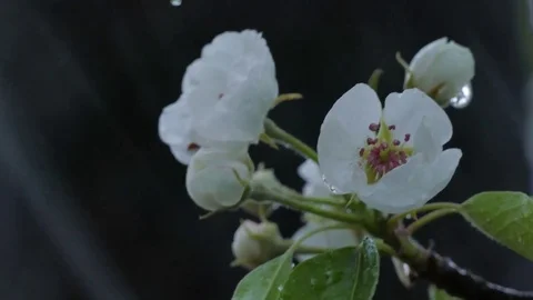 Wet Snow Falling On The Pear Tree Bloom Stock Footage 79998520