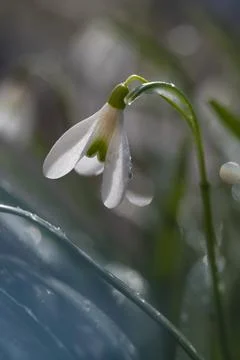 Wet snowdrops Stock Photos