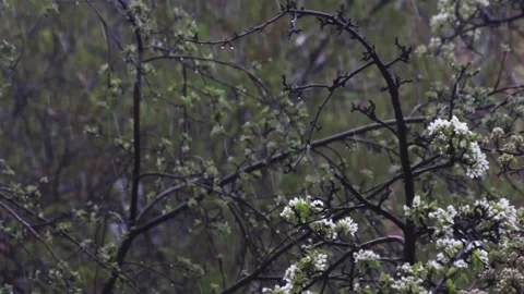 Wet snowfall kills blooming fruit tree covering branches Stock Footage 135132388