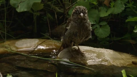 Wet sparrow after bath  Stock Footage 309766020