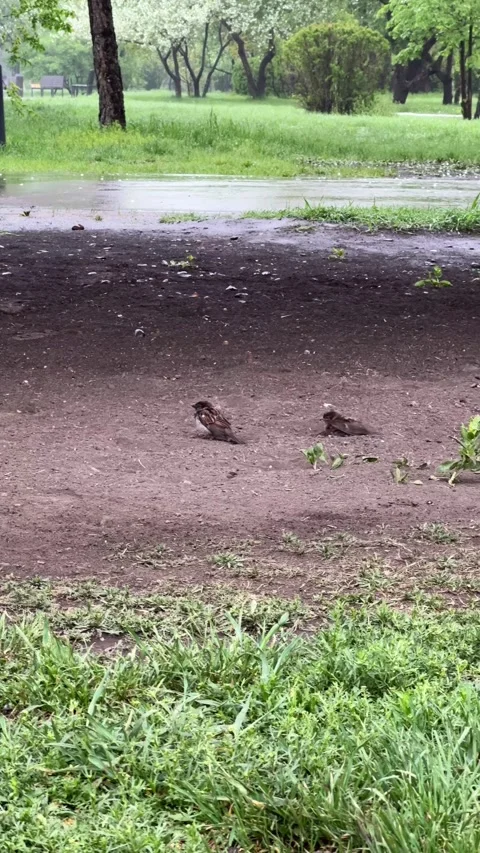 Wet sparrows clean their feathers in the sand in cloudy weather Stock Footage 336605772