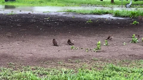 Wet sparrows clean their feathers in the sand in cloudy weather. 4K footage Stock Footage 336605773