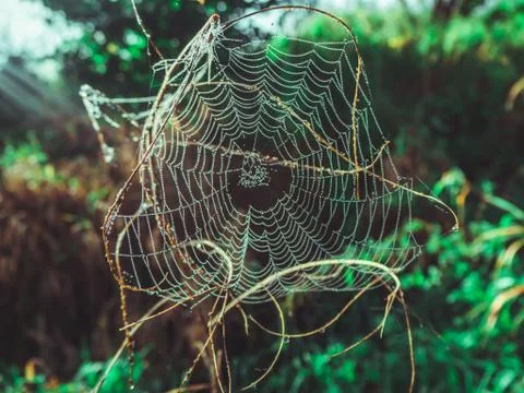 Wet spider web in dew Stock Photos