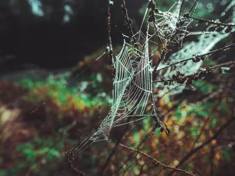 Wet spider web in dew Stock Photos