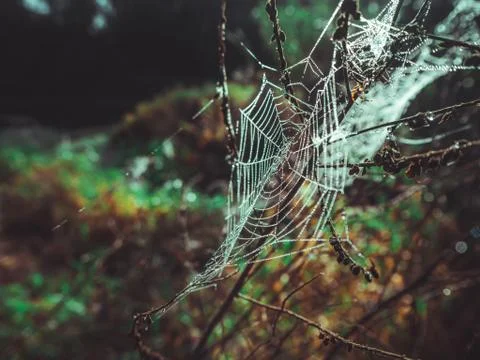 Wet spider web in dew Фото