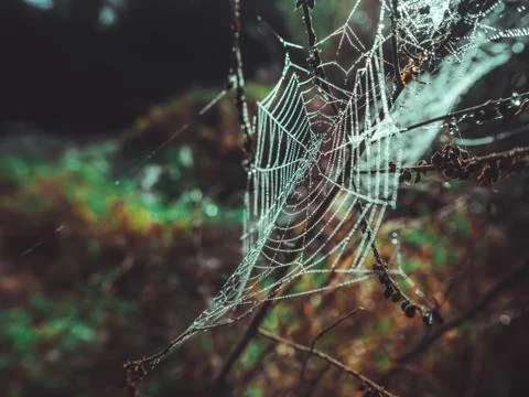 Wet spider web in dew Фото