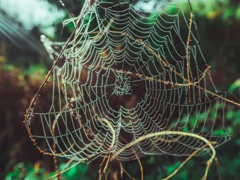 Wet spider web in dew Stock Photos