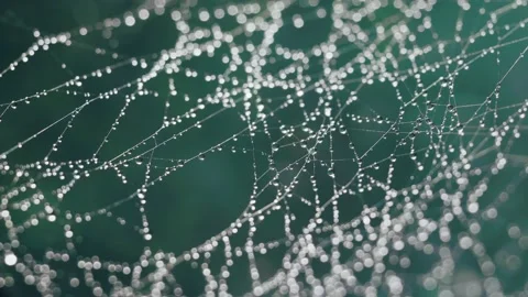 Wet spider web on a teal background 스톡 동영상 225331478