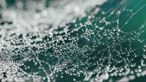 Wet spider web on a teal background Stock Footage 225332657