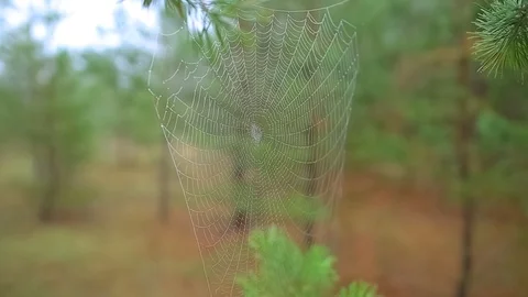 Wet spider web on a tree branch in a forest Stock Footage 121929005