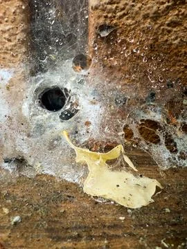 Wet spiderweb Stock Photos