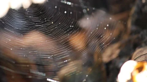 Wet Spiderweb Rippling in a Hole Stock Footage 60114514