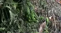 Wet spiderweb in wind 20110430 160547 HD Footage