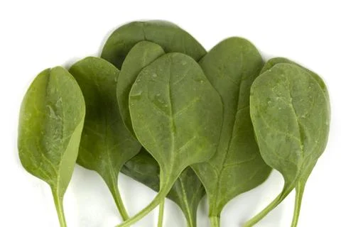 Wet spinach Stock-Fotos