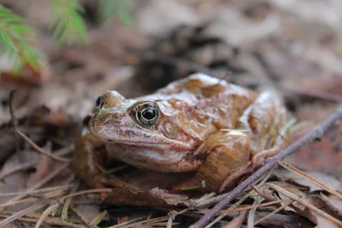 A wet spring frog. Stockfoto's