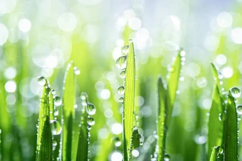 Wet spring green grass background with dew lawn natural. Stockfoto's