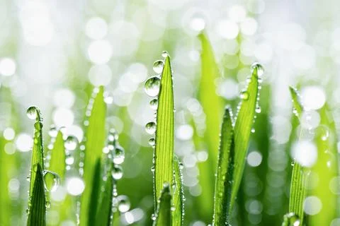 Wet spring green grass background with dew lawn natural. 스톡 사진
