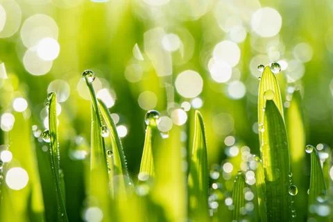 Wet spring green grass backround with dew lawn natural. Stock Photos
