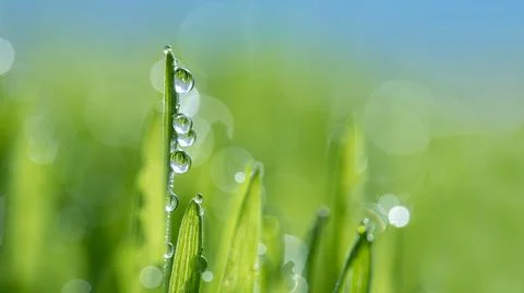 Wet spring green grass backround with dew lawn natural. Stock Photos