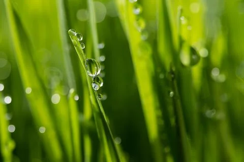 Wet spring green grass backround with dew lawn natural. Stock Photos
