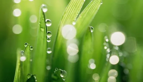 Wet spring green grass backround with dew lawn natural. Stock Photos