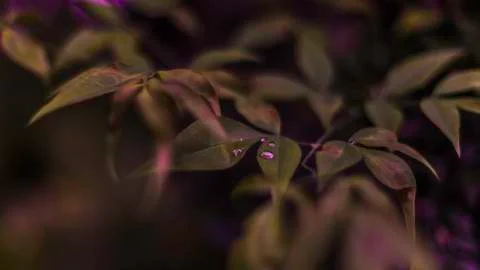 Wet Spring Leaves Stock Photos