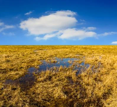 Wet spring meadow Stock Photos