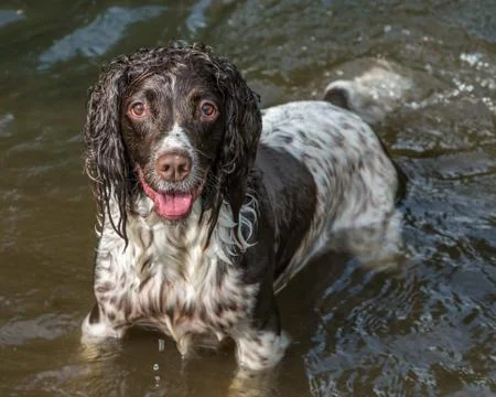 Wet springer spaniel standing in a shallow river in the park. Stock Photos