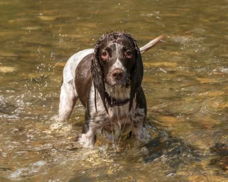 Wet springer spaniel stood in a puddle in the park. Stock Photos