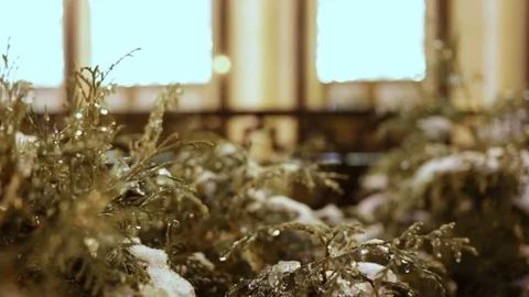 Wet spruce branches in the background of the festive Windows. Branches dripping  Stock Footage 83249178