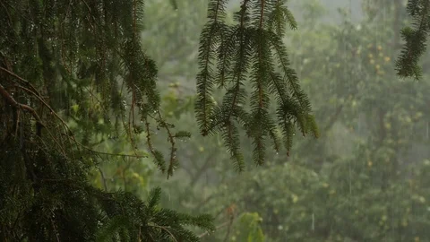 Wet spruce branches during heavy rain with apple trees in the background Vídeo Stock 94146261