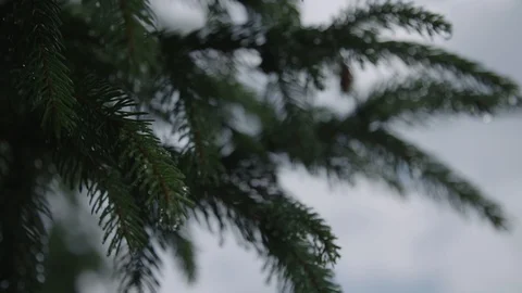 Wet spruce Video stock 89534376