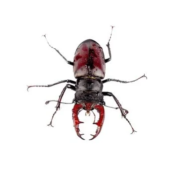 Wet stag beetle Stock Photos