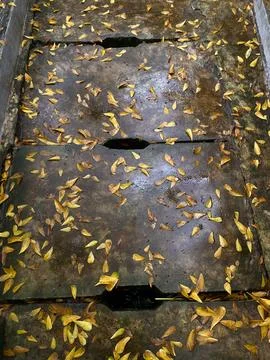 Wet stone path or cobbled street with fallen leaves after the rain Photos