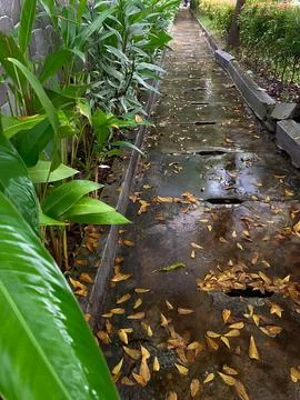 Wet stone path or cobbled street with fallen leaves after the rain Stock Photos