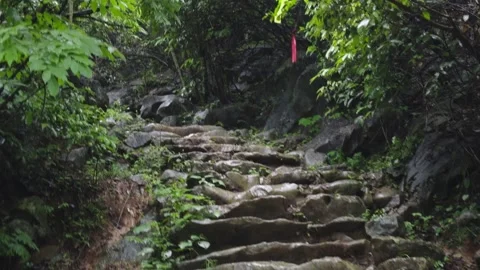 Wet Stone Steps Ascending Through Lush Green Forest Vídeos de archivo 335578829