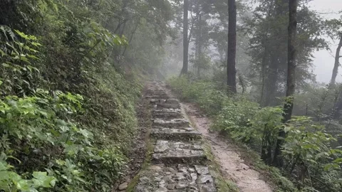 Wet Stone Steps Leading Through Misty Forest Trail Stock-Footage 335578825