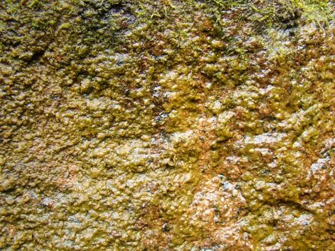Wet stone wall with algae Foto stock