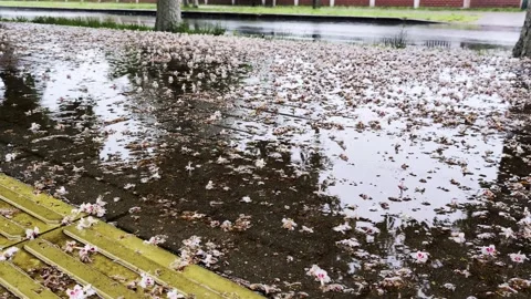 Wet street surface covered with countless fallen white and pink chestnut Stock Footage 344862813