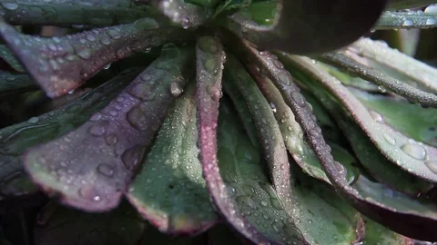 WET SUCCULENT 01 Stock Footage 84654806