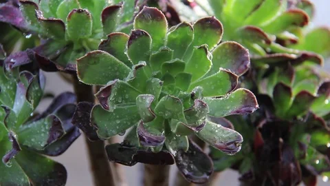WET SUCCULENT 02 Stock Footage 84656916
