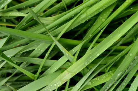 Wet summer grass Stock-Fotos