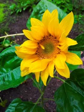 Wet sunflower Stock Photos