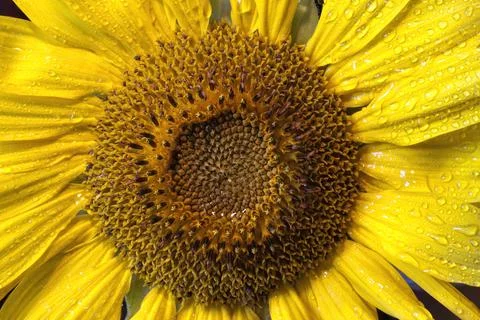 Wet sunflower. Stock Photos