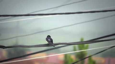 Wet swallow standing on an electric wire in the rain in autumn Stock Footage 103282817