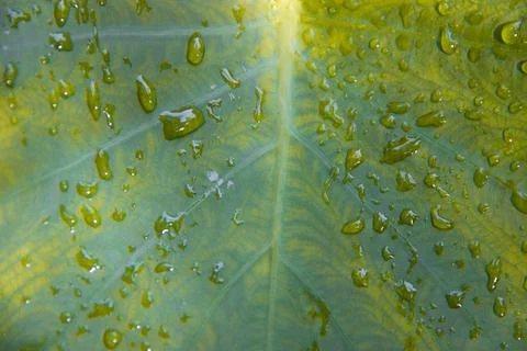 Wet taro leaf surface texture Stock Photos