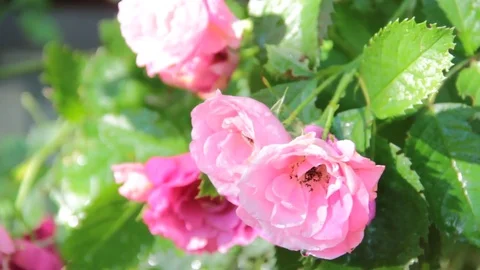 Wet tea rose on a green background Stock Footage 76864851